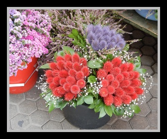 [Click to enlarge image]